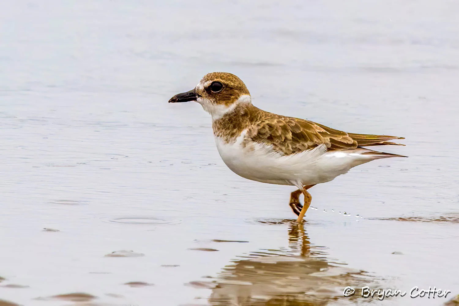 Wilson's Plover