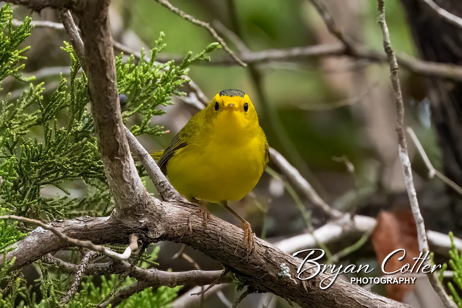 Wilson's Warbler