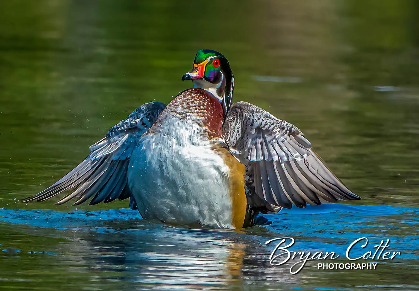 Wood Duck