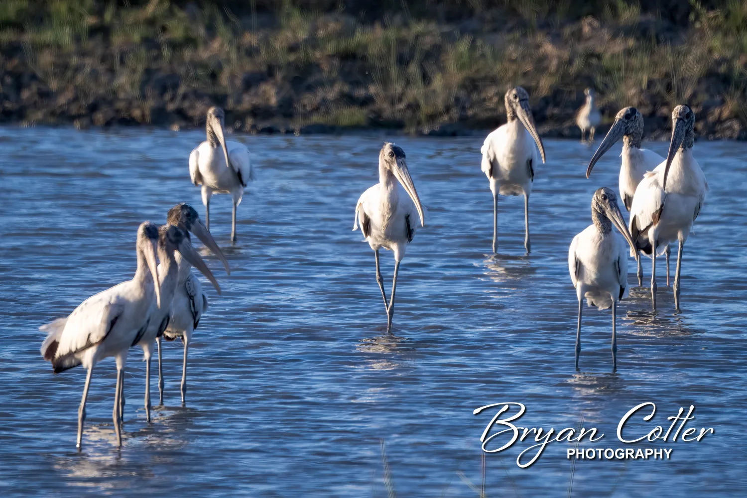 Wood Stork