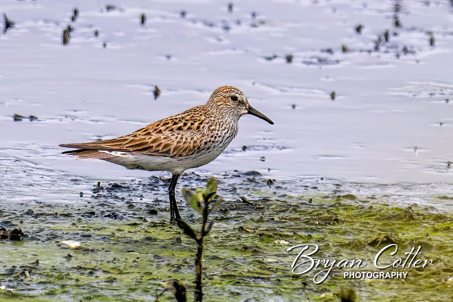 White-rumped Sandpiper