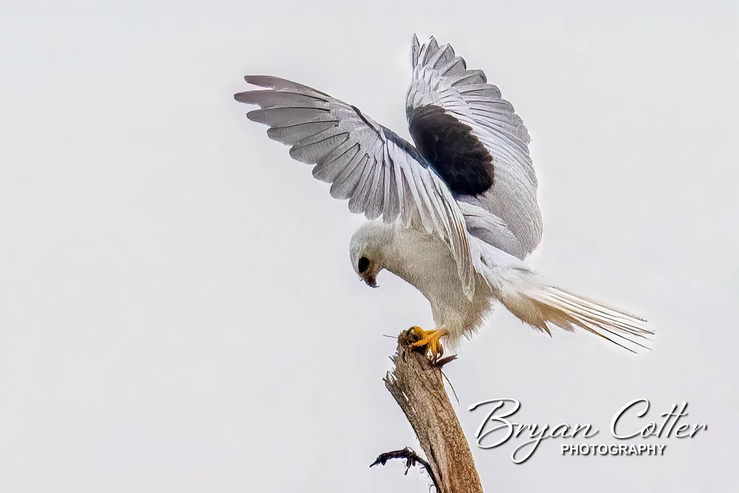 White-tailed Kite