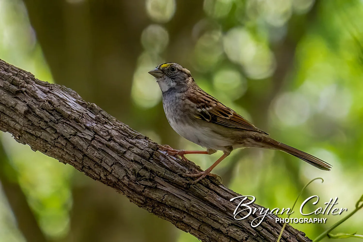 White-throated Sparrow