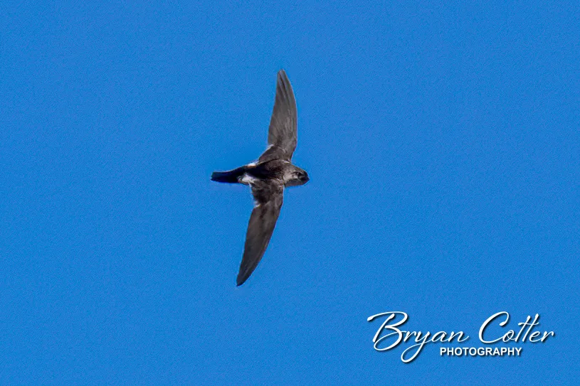White-throated Swift