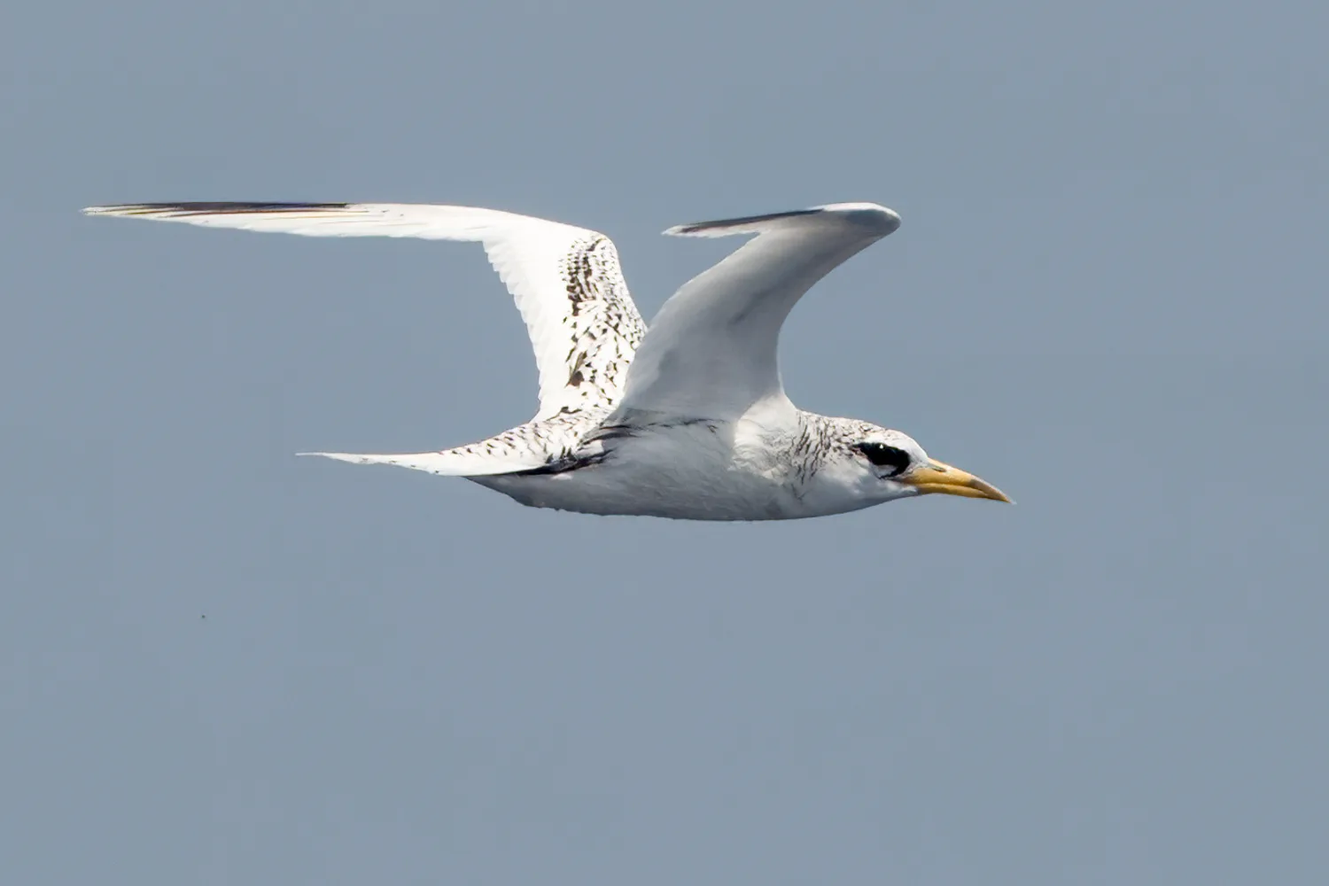 White-tailed Tropicbird