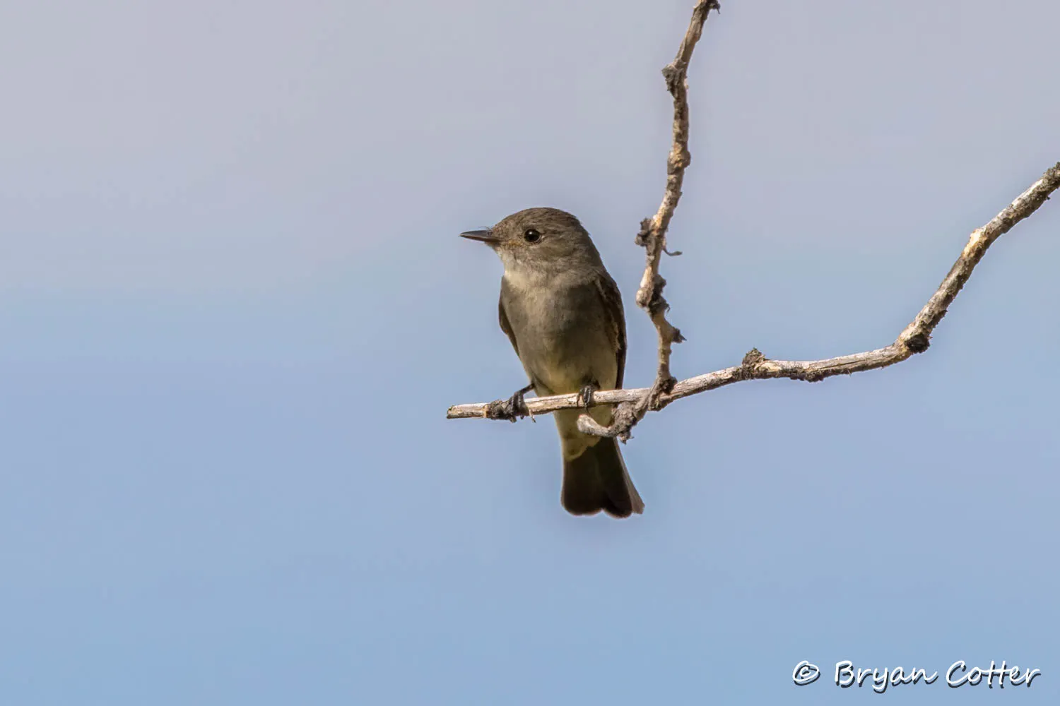 Western Wood-Pewee