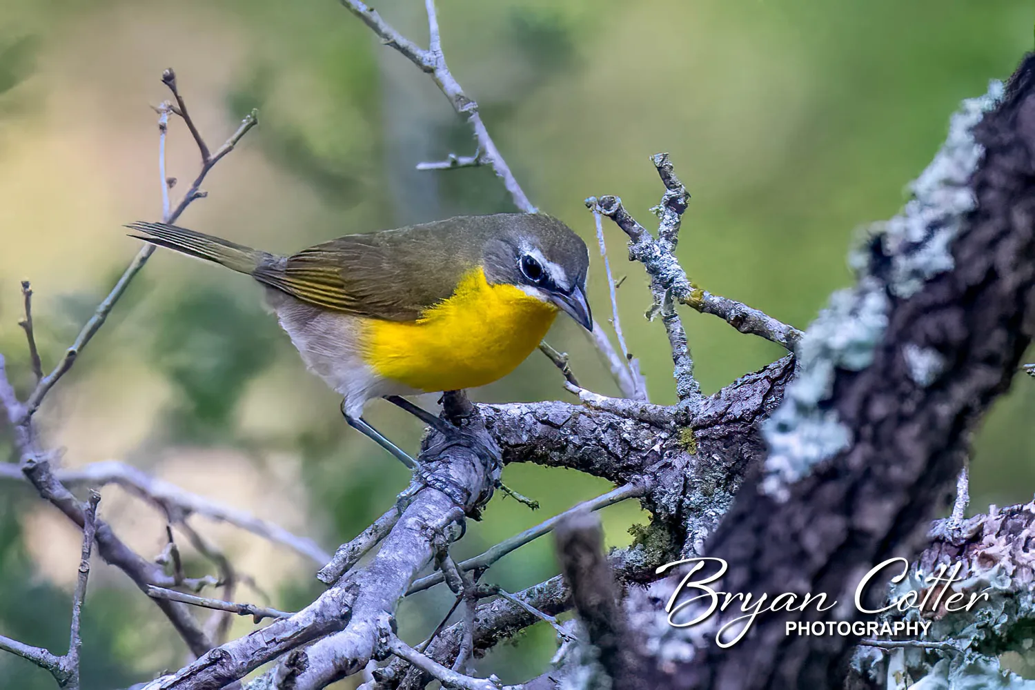 Yellow-breasted Chat