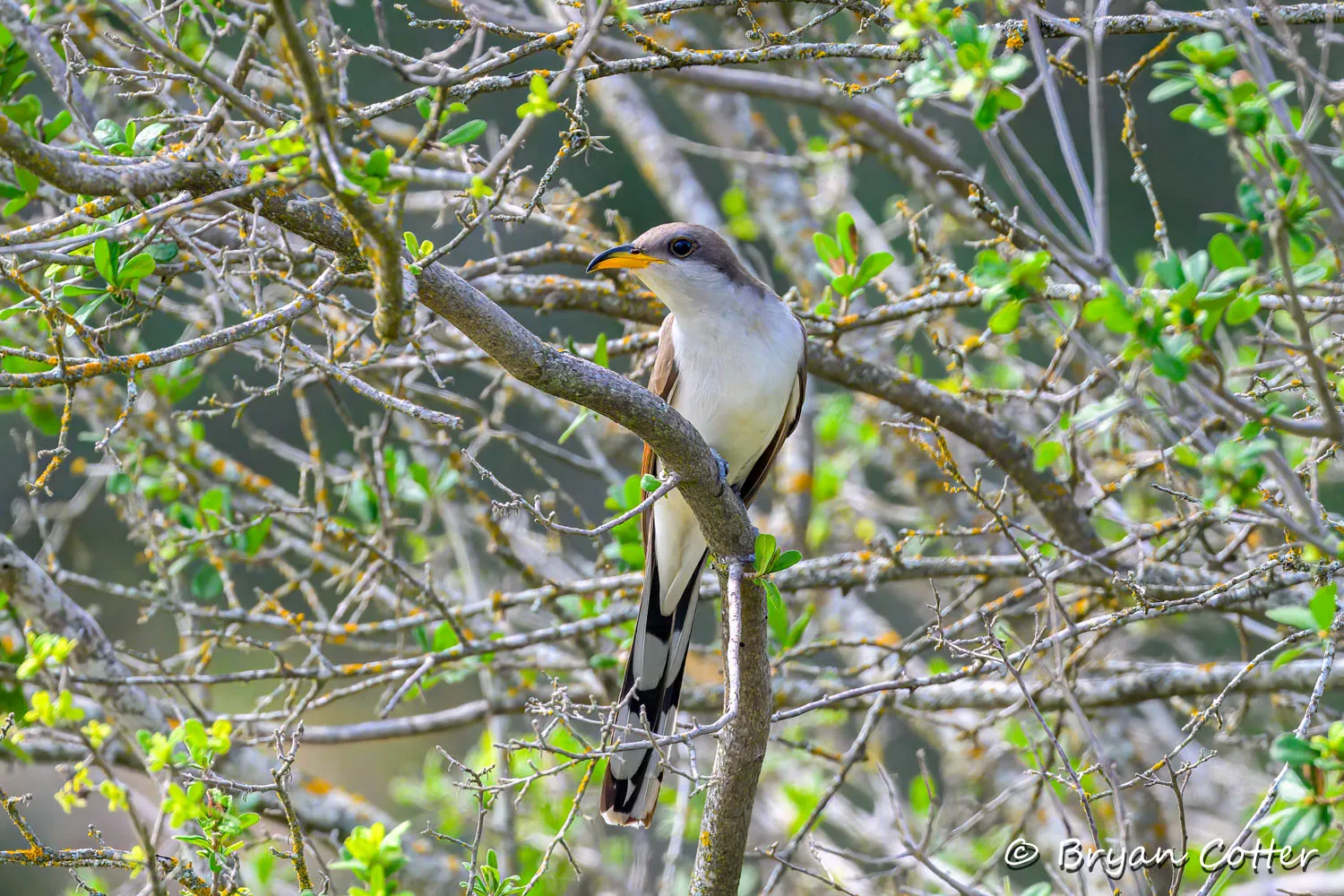 Yellow-billed Cuckoo