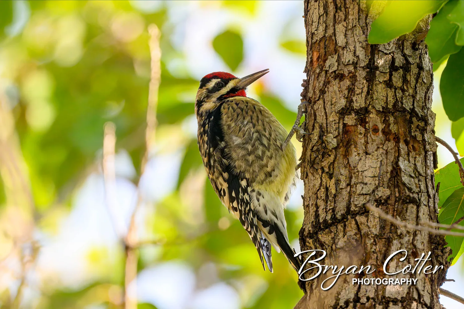 Yellow-bellied Sapsucker