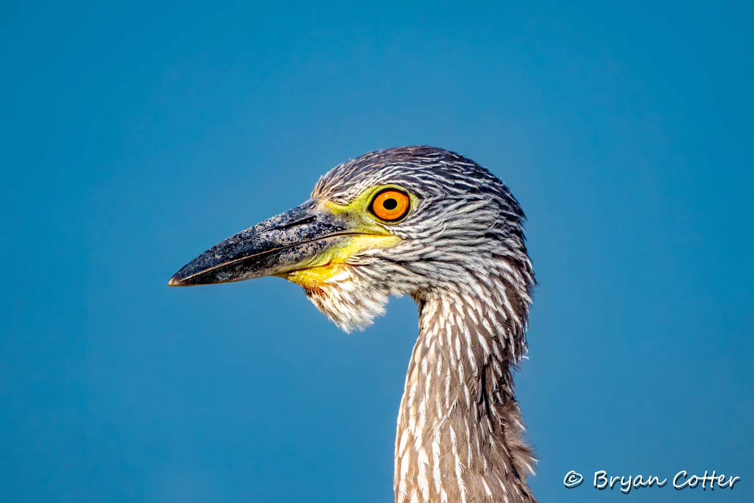 Yellow-crowned Night-heron