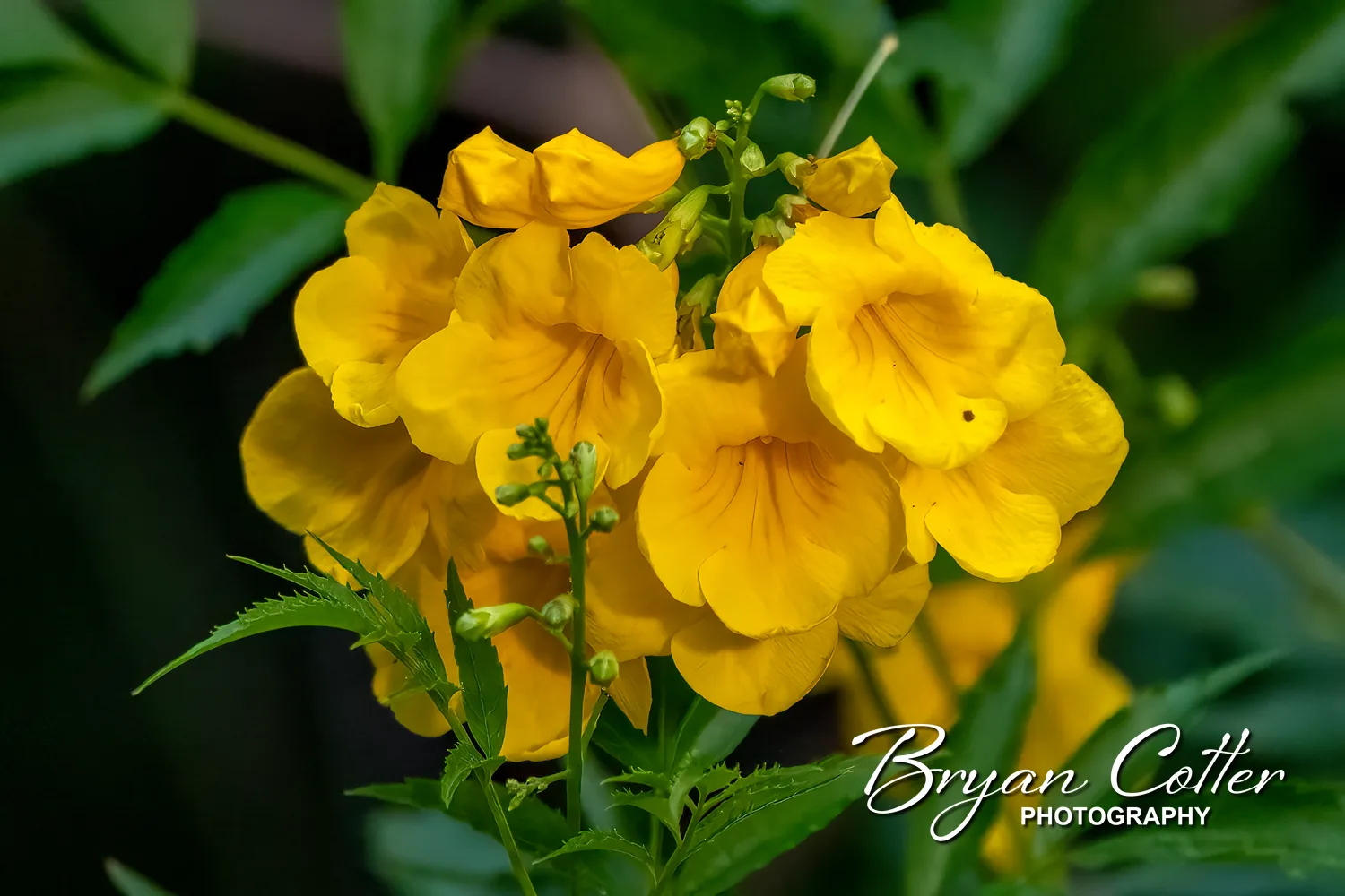 Yellowbells