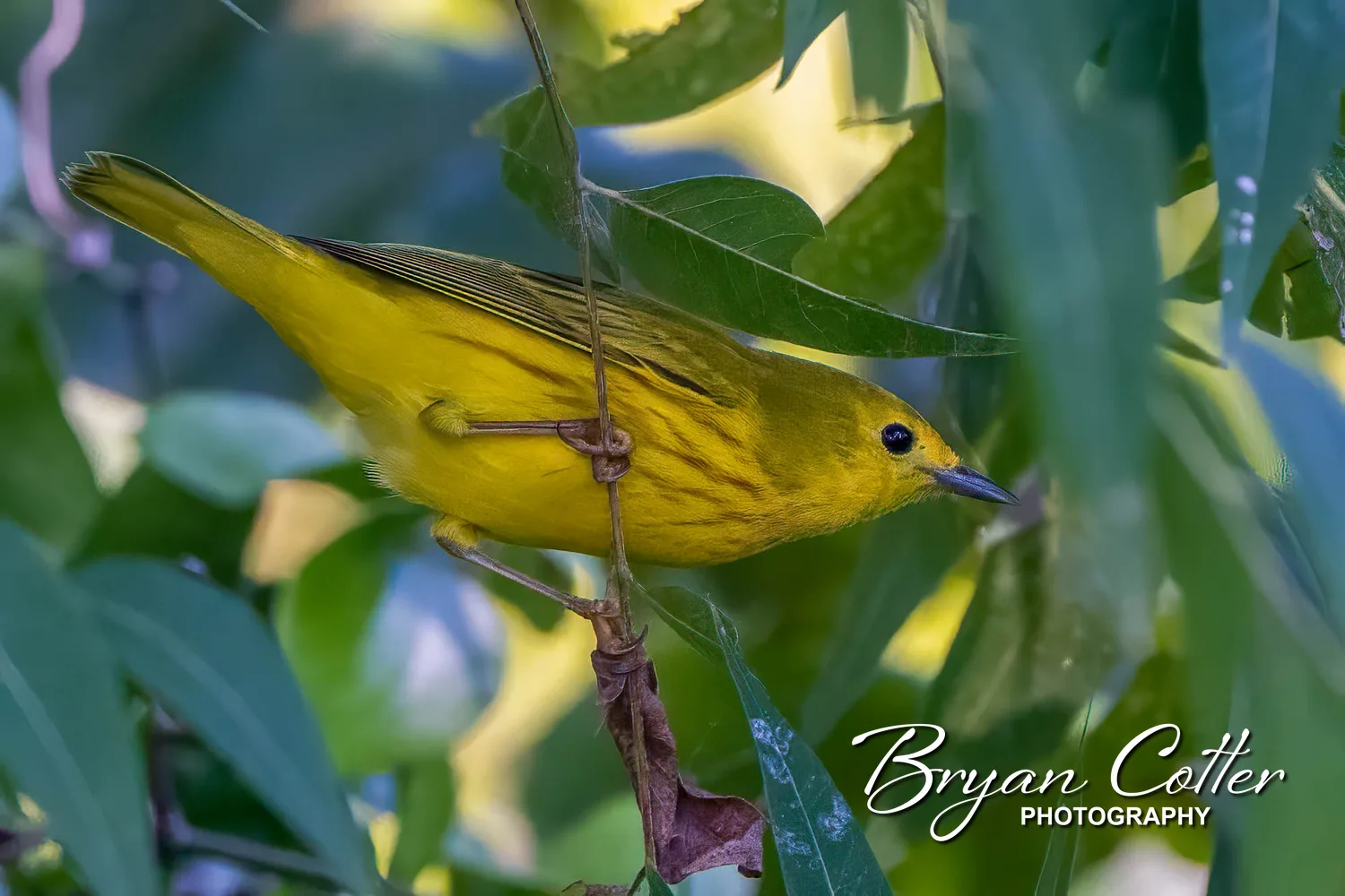 Northern Yellow Warbler