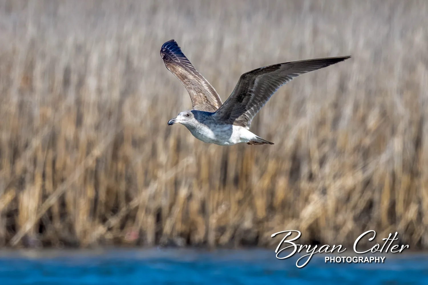 Yellow-footed Gull