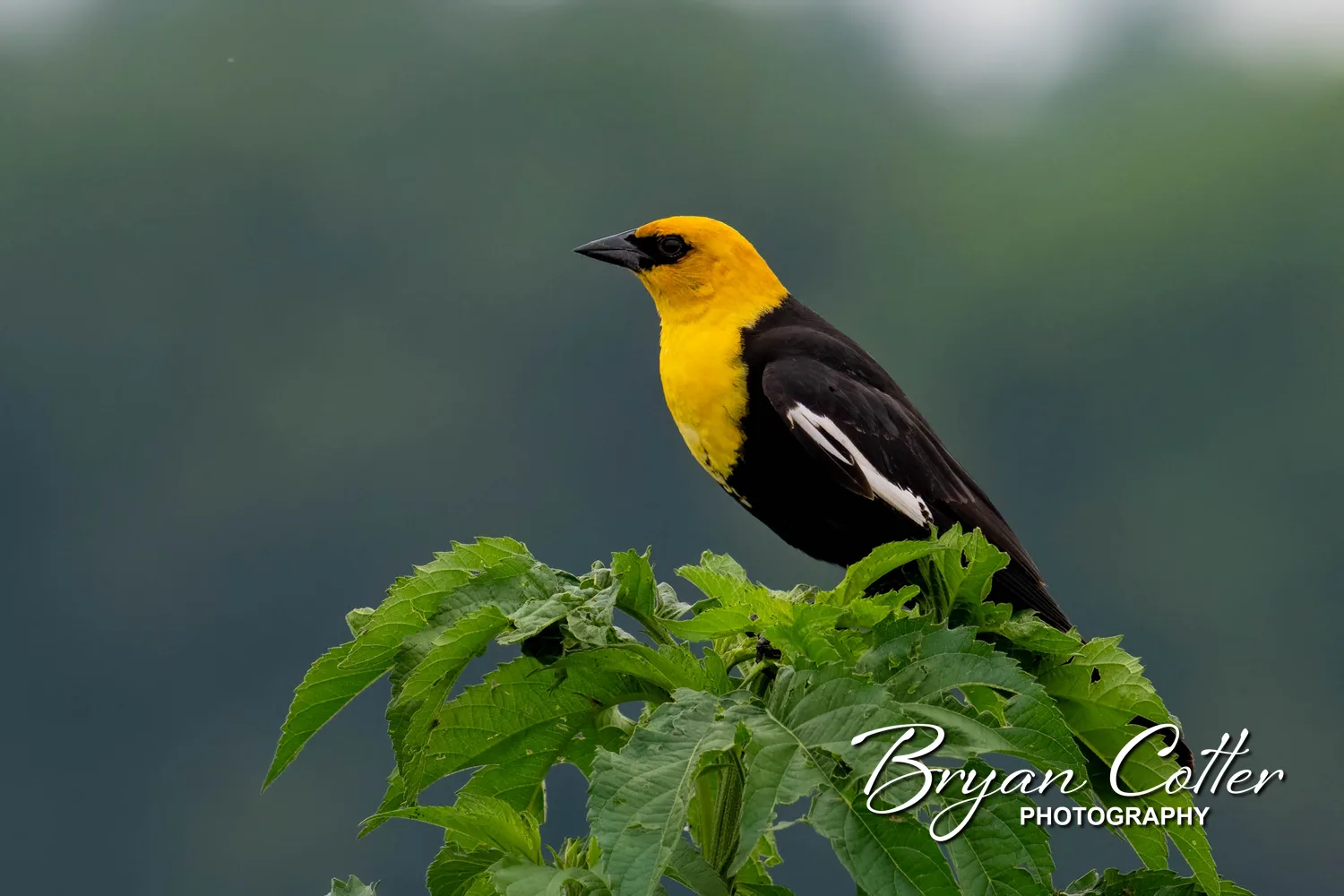 Yellow-headed Blackbird