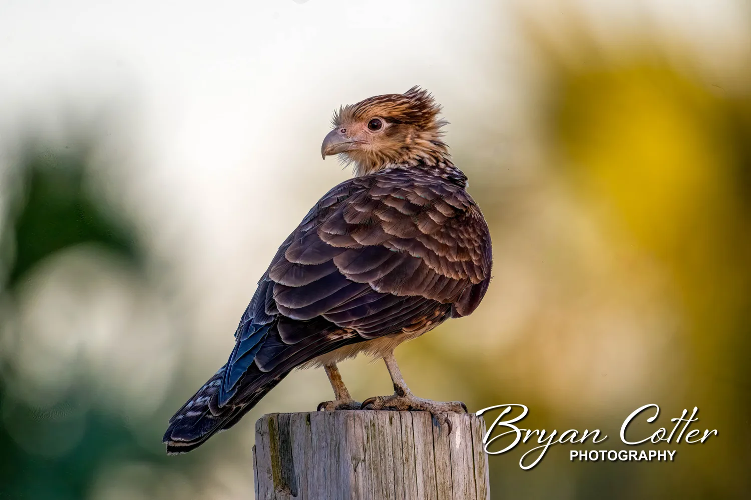 Yellow-headed Caracara