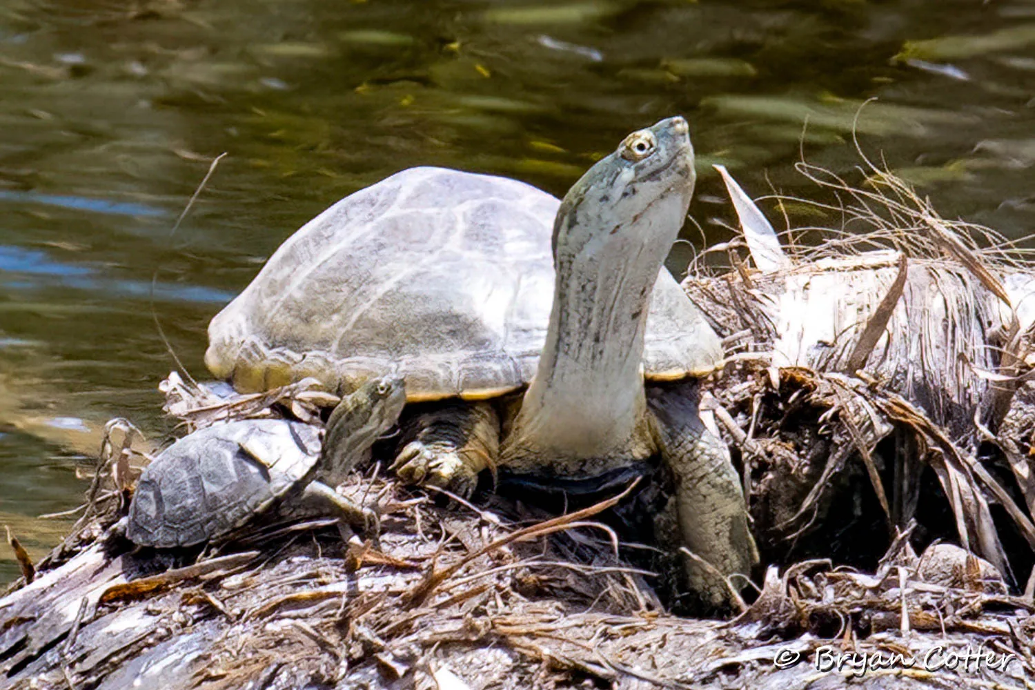 Yellow Mud Turtle