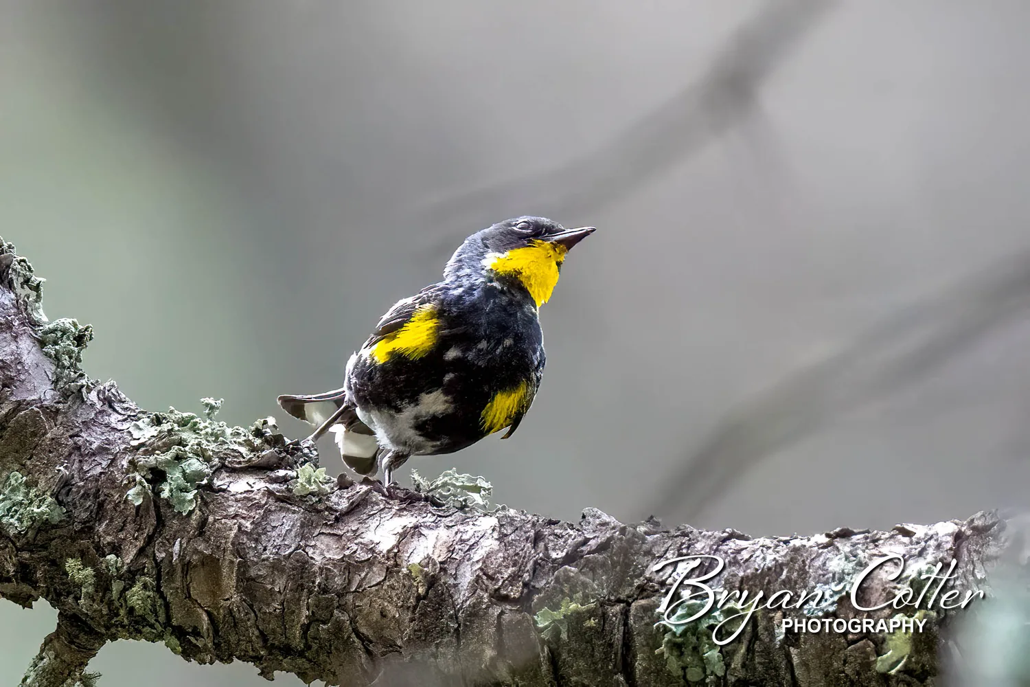 Yellow-rumped Warbler