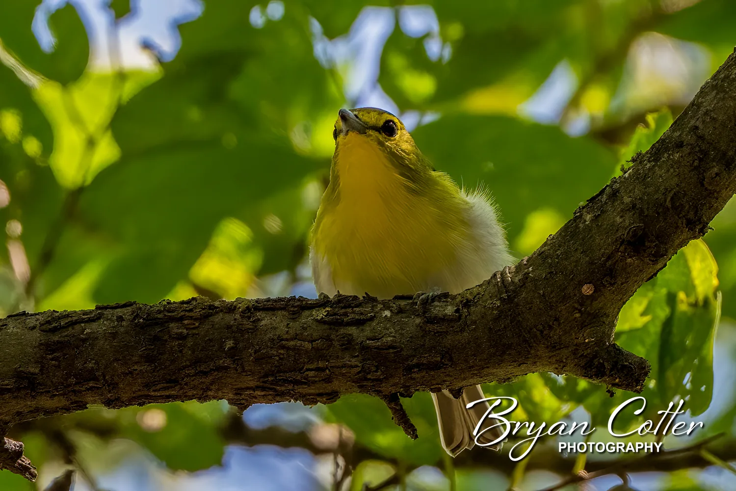 Yellow-throated Vireo