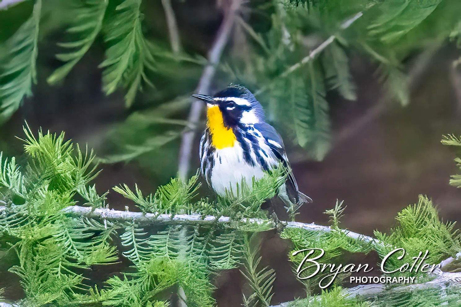 Yellow-throated Warbler