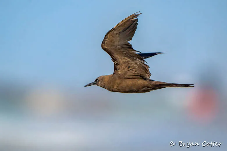 Brown Noddy
