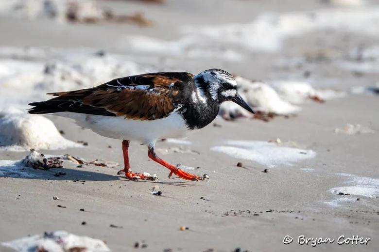 Ruddy Turnstone