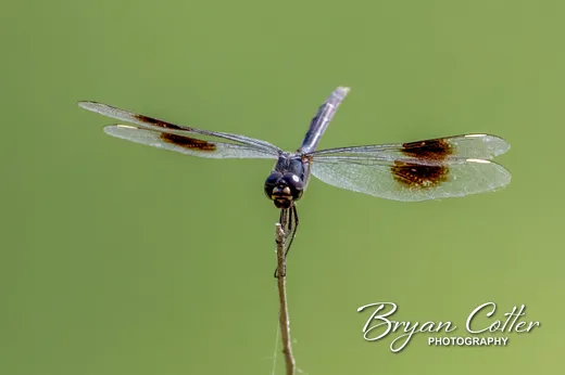 Four-spotted Pennant Dragonfly