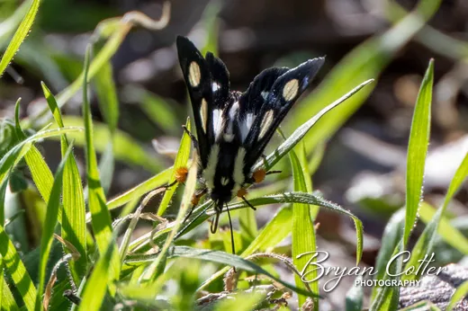 Eight-spotted Forester Moth