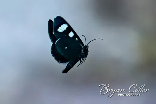 Eight-spotted Forester Moth photographed in the Davis Mountains region of Texas by Bryan Cotter