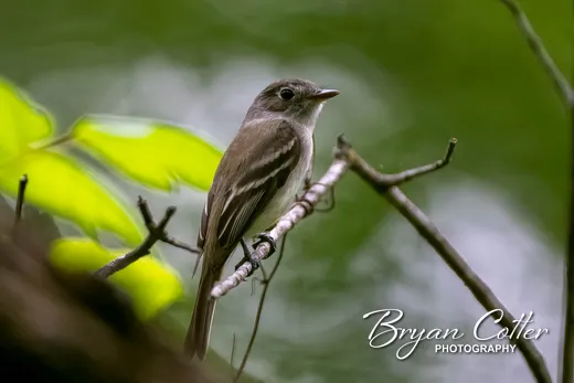 Acadian Flycatcher photographed in Texas by Bryan Cotter