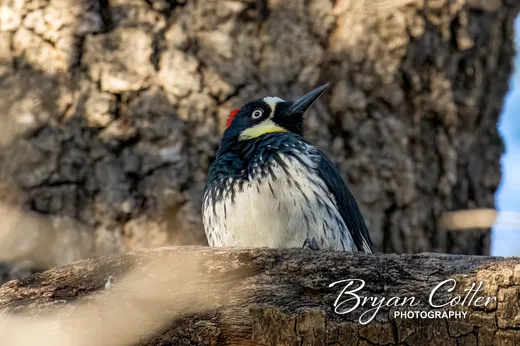 Acorn Woodpecker