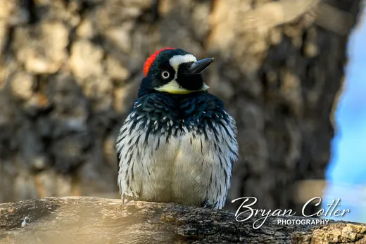 Acorn Woodpecker