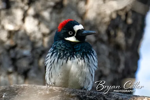 Acorn Woodpecker