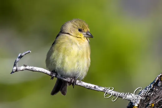 American Goldfinch