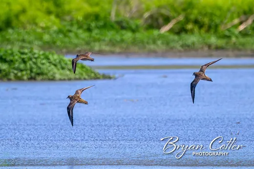 American Golden-Plover photographed in Texas by Bryan Cotter
