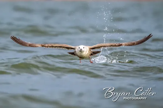 American Herring Gull photographed in Texas by Bryan Cotter