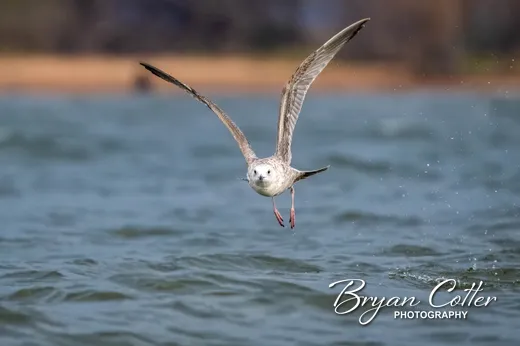 American Herring Gull