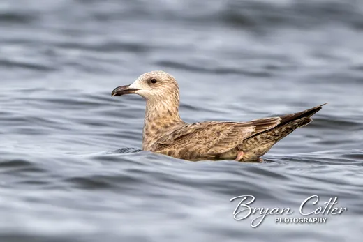 American Herring Gull