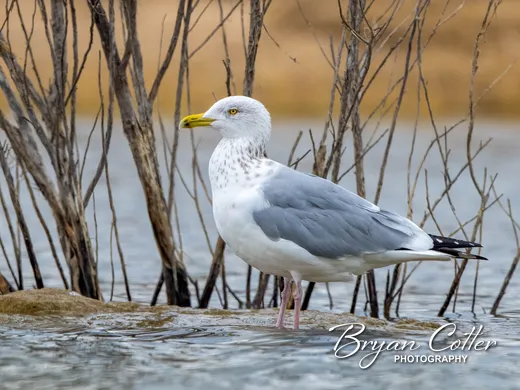 American Herring Gull
