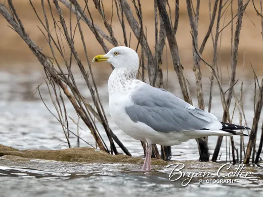 American Herring Gull