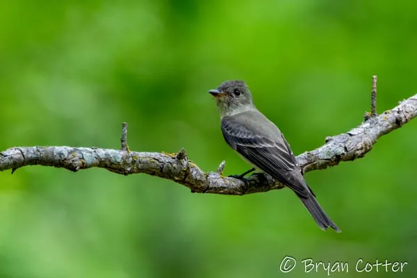 Alder Flycatcher