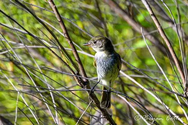 Alder Flycatcher