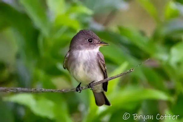 Alder Flycatcher photographed in Texas by Bryan Cotter