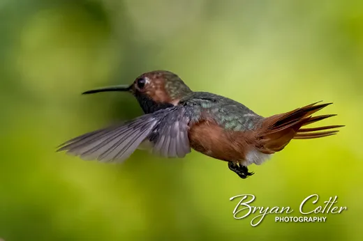 Allen's Hummingbird