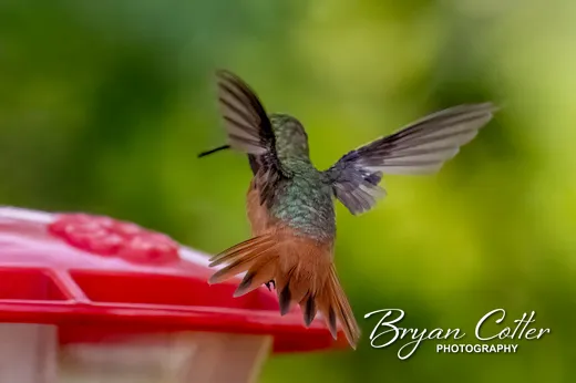 Allen's Hummingbird