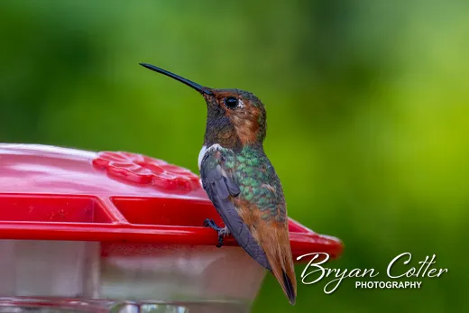 Allen's Hummingbird