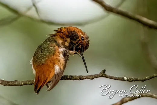 Allen's Hummingbird