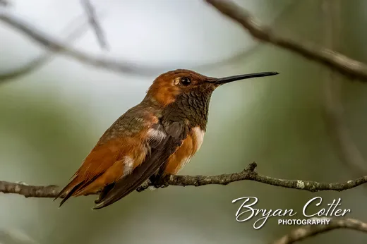 Allen's Hummingbird