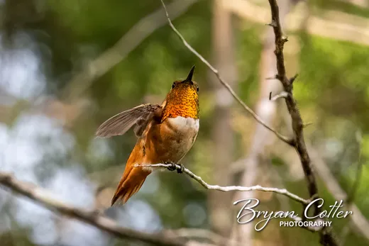 Allen's Hummingbird