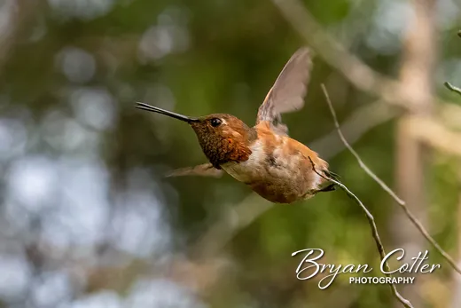 Allen's Hummingbird