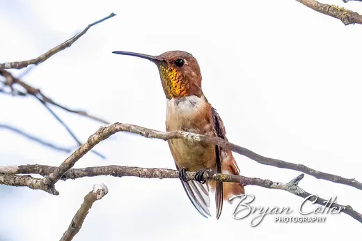 Allen's Hummingbird